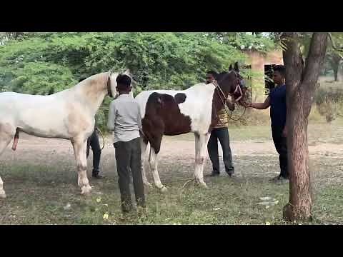 Horse mating
