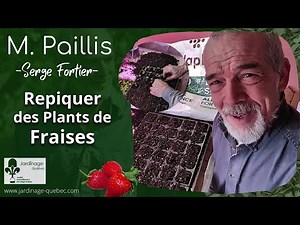TRANSPLANTING STRAWBERRY PLANTS - TIPS FROM SERGE FORTIER