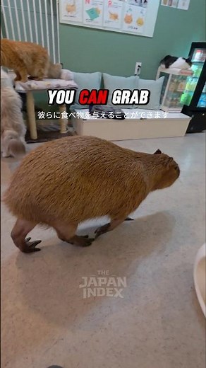 You Can Chill With a Capybara in Tokyo 🐹🇯🇵