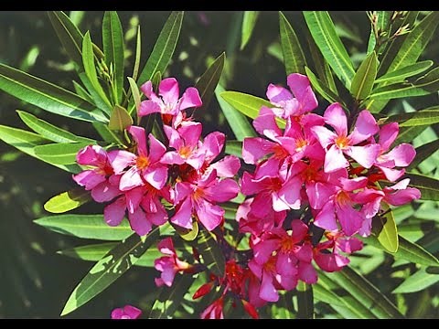 HOW TO PROPERLY PRUNE OLEANDER