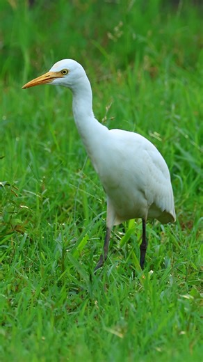 Cattle egret | 𝐍𝐚𝐭𝐮𝐫𝐞 𝐏𝐡𝐨𝐭𝐨𝐬 𝐁𝐨𝐨𝐤