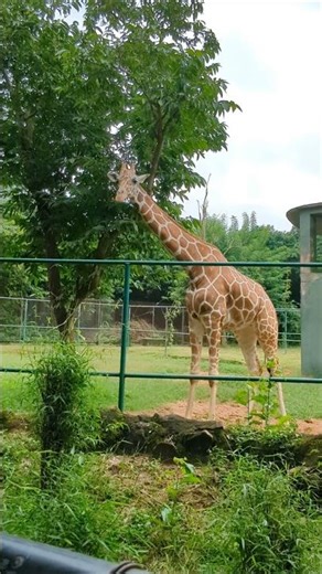 jiraf in Nandankanan zoological park #nandankananzoologicalpark #bhubaneswar