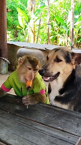 65K views · 2.3K reactions | SokYaa, the Little Monkey, is a clever and fun animal | Amazing TV | Facebook