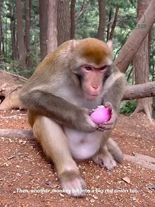 97K views · 983 reactions | Monkey s reaction on eating an onion | Alexandra Agiurgiuculese | Facebook