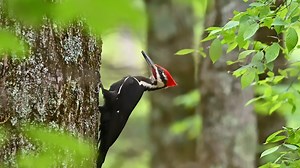 Rockport residents take woodpecker invasion in stride​ despite broken car mirrors