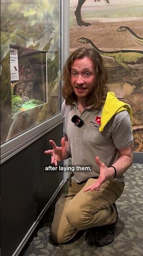 Why Is This Cockroach One of Natures Best Moms?🪳