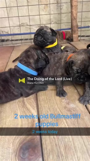 mr.pepra (@mr.pepra)’s videos with original sound - mr.pepra