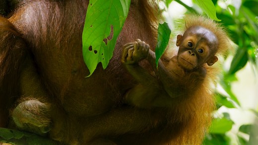 Tier-Dokumentationen für Kinder: Diese 4 Dokus besitzen richtig viele Episoden | Inhalte, Besetzungen und Streaming-Optionen | Streaming Guide