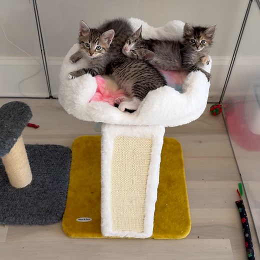 Crazy Foster Kitten Lady on Reels