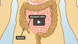 Function of the large intestine