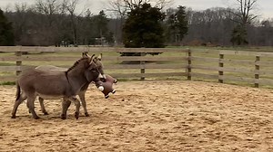 498K views · 31K reactions | Always fun and games around here. I think the donkeys know how to try and cheer us up around here. Enjoy! | Little Longears Miniature Donkey Rescue | Facebook
