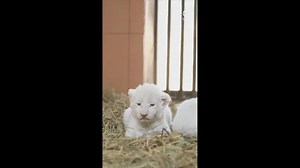 Zoo shows off white lion cubs