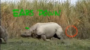 3.2K views · 113 reactions | Clip to Study from: Rhino Run Source: https://www.youtube.com/watch?v=Ti3tacSYBN0 To support us: https://www.patreon.com/framebf #framebyframe #animation #liveaction #reference #agorastudio | Frame by Frame Animation | Facebook