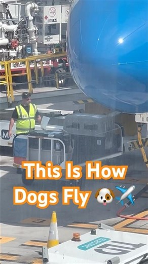 Flying with My Dog – What It Really Looks Like 🐶✈️