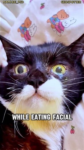 This Cat Crying While Eating? The Truth Will Surprise You 😿