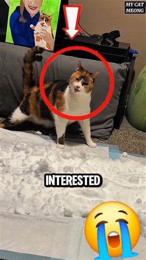 My Cat Tries Snow for the First Time!