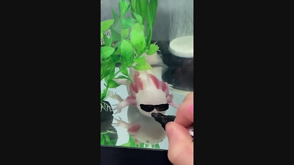 Cool Axolotl Sports Stylish Outfits