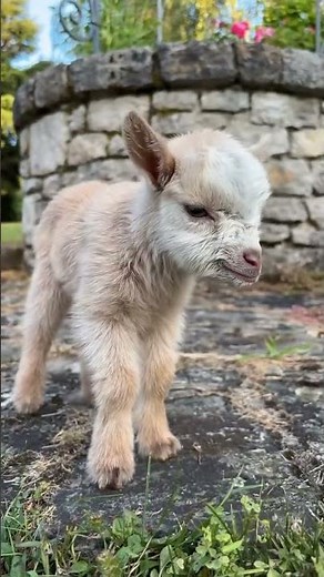 Nigerian dwarf goats for sale