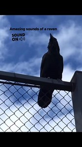 3.5K views · 39 reactions | #corvid #Ravens | Comox Valley Wildlife Sightings | Facebook