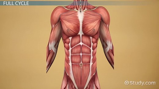 Interaction Among Body Systems & Movement