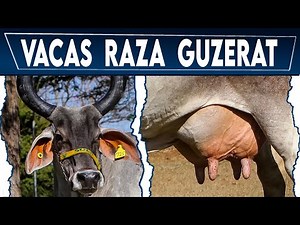 🔴 Raza GUZERAT ✅ (Vacas Lecheras y Carnicas) Crea tu negocio Ganadero