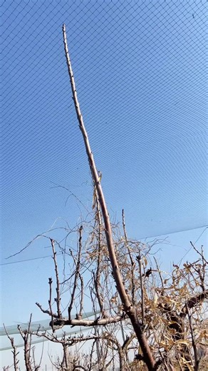 Enhance Cherry Tree Growth: Removing Extra Branches