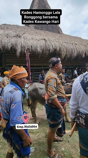 187K views · 2.3K reactions | Kampung Wailabba, #BudayaLokal #Sumba #Reels #Vidio #BudayaNTT #Culture #Tradisi #SeniBudaya #PestaBudaya #BudayaLokal #Diwali | Wonda Rangga | Facebook
