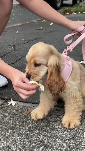 Halle the Cocker Spaniel: A Cute Pup's Flower Eating Adventure!
