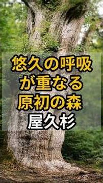 【鹿児島】悠久の呼吸が重なる原初の森、屋久杉 #遠隔参拝 #パワースポット #屋久杉 一部生成AIを使用しています。