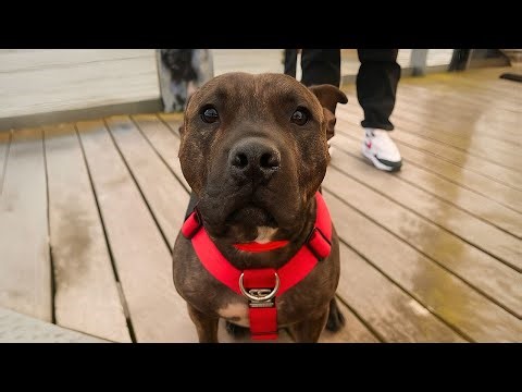 He Was Left Chained Outside With A Pizza Box — Then Everything Changed