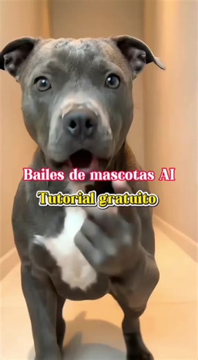 perro bailando ia tutorial, perro bailando con dueño en el piso,perro bailando ia tutorial,baile del jamal exagerado ia como se hace,perro bailando original,perro bailando ia tutorial,hacer el video del perro bailando tutorial,dogpassinho do jamal,passinho do jamal tutorial,passinho do jamal dance tutorial,passinho do jamal dance kid,perro bailando ia tutorial,perro bailando ia tutorial jamal, gato bailando ia tutorial,kling ai dance tutorial,como hacer el video del perro bailando gratis,paso de