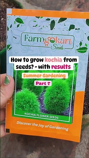 How to grow kochia from seeds- with results? summer Gardening -Part 7#gardening #viral #shortsfeed