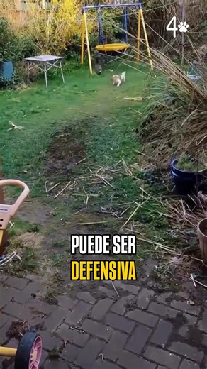 ⚠ Descubre como educar a tu gato para que no agreda a otros animales .... #animales #hecho #gatos #dato #amor #gato #gatosendogato #gatofofo #gatobranco #gatopersa #gatofeliz #gatolindo #gatonegro #gatoinfluencer #gatomania #gatoespañol #gatos #gatosendogato #gatosespaña #gatossendogatos #gatosdelmundo #gatosfofos #gatosdeportugal #gatosmexico #mascotas #mascotasfelices #mascotasdeinstagram #mascotasadorables #mascotasespaña #mascotasmexico | 4 Patas