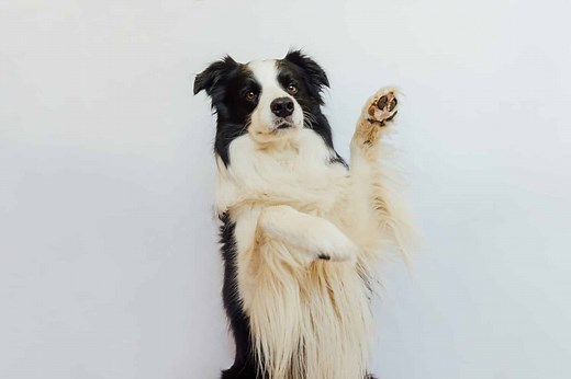 How Smart Are Border Collies? Everything We Know About Their Intelligence