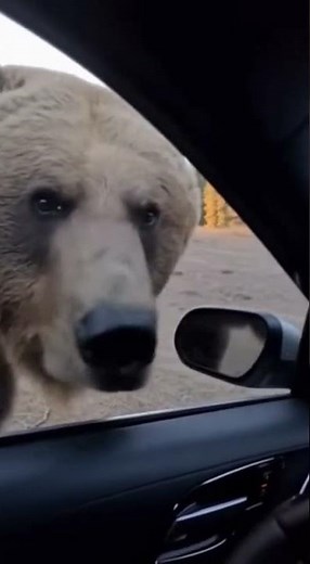 GRIZZLY BEAR CHARGES CAR AT TRAILHEAD - TERRIFYING ENCOUNTER