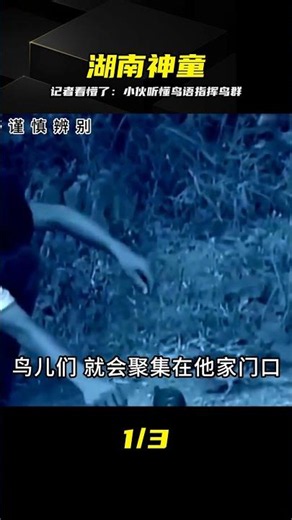12歲湖南小伙竟聽懂鳥語！還能指揮鳥群干活，記者全程錄下詭異一幕 #湖南，鸟语，指挥，神童，记者，动物