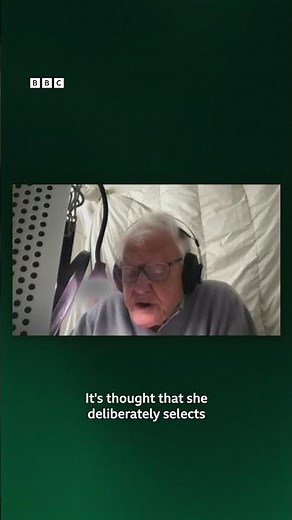 More David Attenborough incoming! 💚