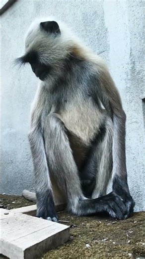 jugraafiya #foryou #ytshorts