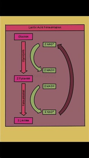 Why Your Muscles Burn!| Anaerobic respiration and muscle fatigue| Lactic Acid Fermentation Explained