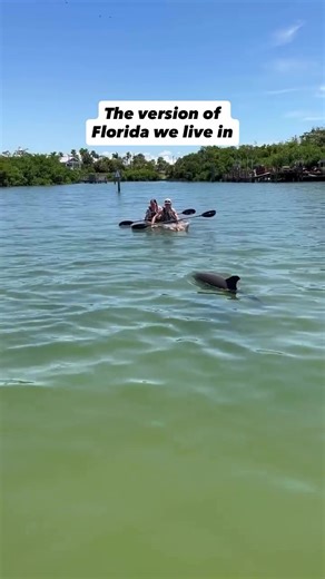 If WILD Florida is your vibe, ADD THIS ecotour of Shell Key to your bucket list! 🍊💦🐬🌴