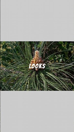 Pine Seed Explained... 🌲🌰⏳🫘 #explained#facts#pinetress#science #seed#botany
