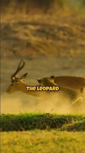 The Most Insane Leopard Attack Caught On Camera