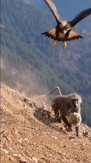 Eagle vs Baboon – Real Wild Survival Battle #Eagle #Baboon #Wildlife