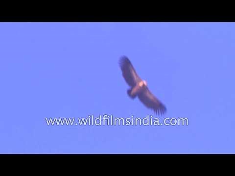 Griffon Vulture soaring in the Himalayan sky