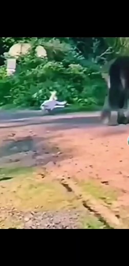 Curious Goose Interacts with Model Airplane Outdoors