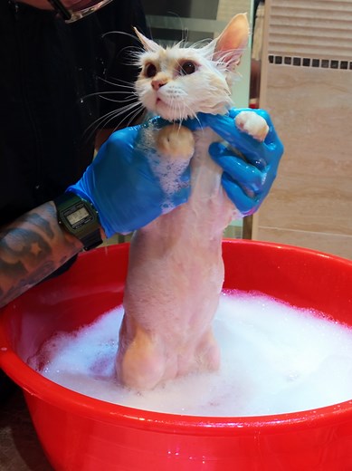 Washing My Desensitized Kitty in the Bathroom