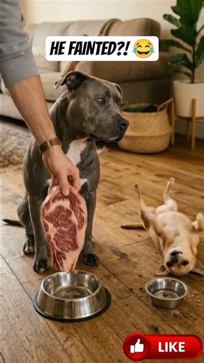 He really fainted overa steak! 😂 🥩 #satisfying #funny #usa