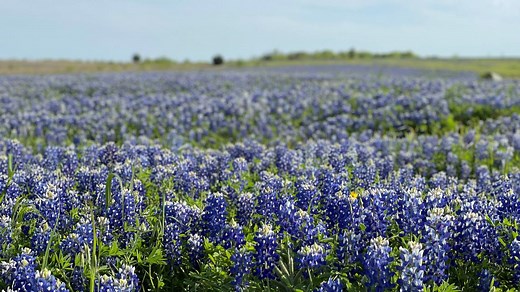 Texas bluebonnets are upon us: Why they bloom when they do, and where to find them