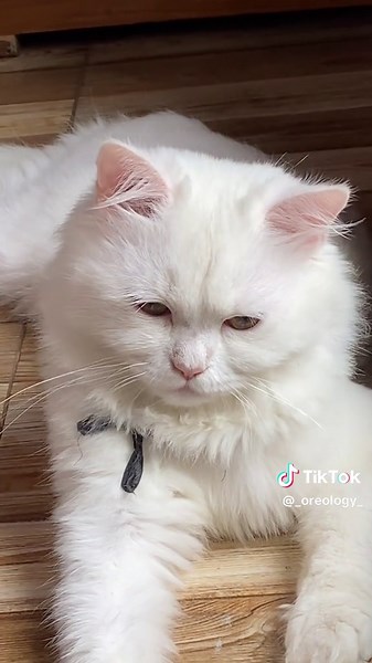 _oreology_ (@_oreology_)’s videos with original sound - 𝙎𝙞𝙢𝙤𝙣🐾