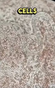 Microscopic Life A Visual Exploration